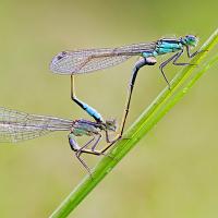 Blue-Tailed Damselflies mating 3 